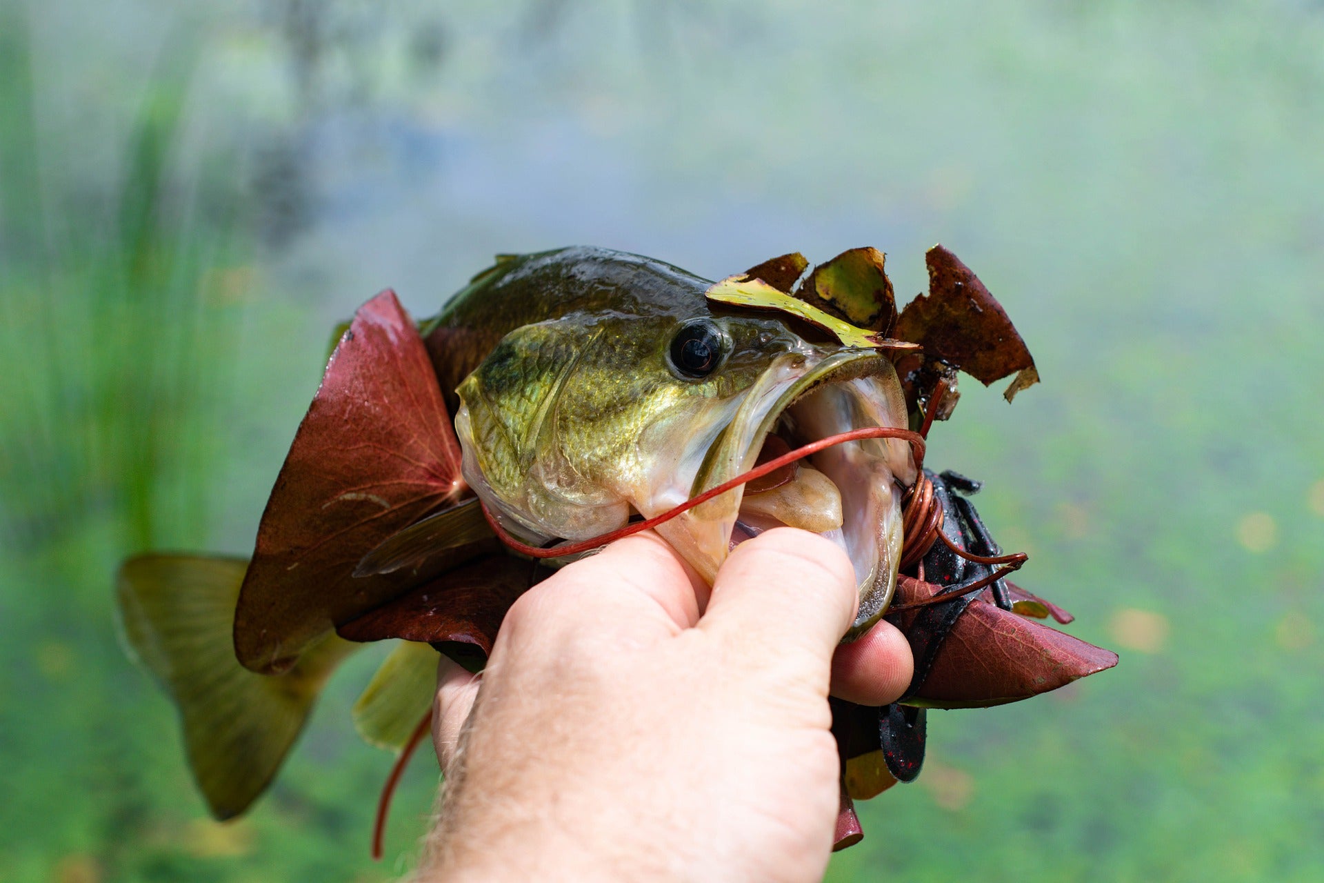 How to Rig & Fish Umbrella Rigs